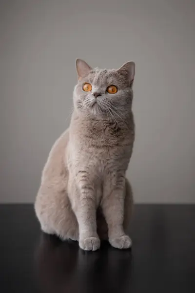 İngiliz kısa kedisi siyah bir masada oturuyor ve kameraya bakıyor..