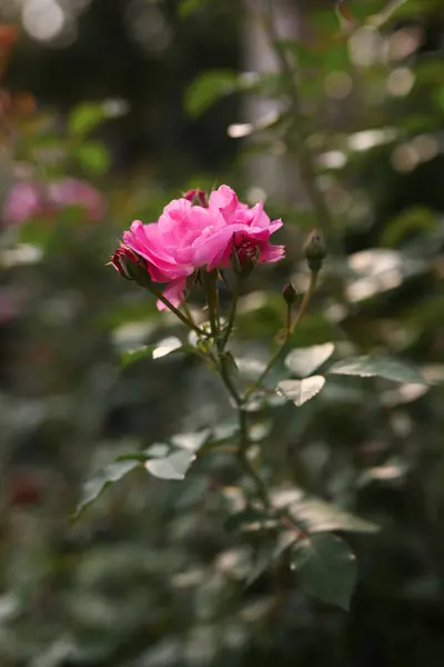 Bahçede pembe gül. Yaz çiçekleri. Toronto, Kanada. 
