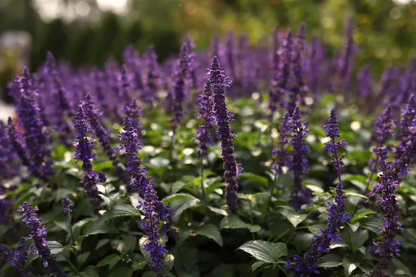Bahçede açan mor salvia çiçekleri. Toronto, Kanada. 