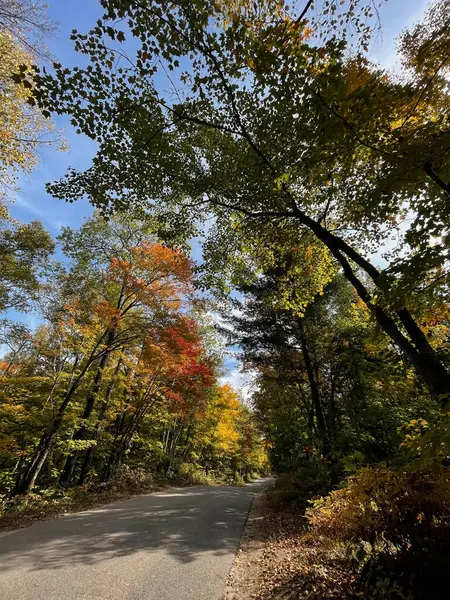 Sonbahar manzarası, ormandaki yol ve sonbaharda renkli ağaçlar. Algonquin Parkı, Kanada. 