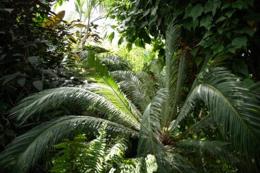 Eğreltiotları ve diğer bitkilerle birlikte tropik yağmur ormanları. Niagara Kelebek Konservatuarı, Kanada.