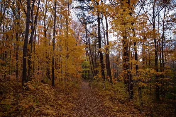 Ormanda sonbahar. Sonbahar sezonu. Toronto, Kanada. 