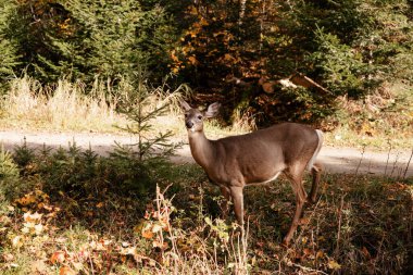 Beyaz kuyruklu geyik geyiği, düşmüş yapraklarla ormanda dikiliyor. Quebec, Kanada.