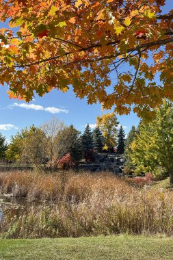 Sonbaharda parktaki renkli ağaçlarla dolu sonbahar manzarası.