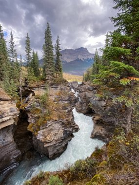 Athabasca Şelalesi, Kanada. Jasper Ulusal Parkı 'nda Seyahat.