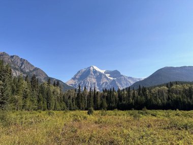 Mount Robson, BC, Kanada. Mavi gökyüzü ve önplanında sarı otlar olan bir dağ manzarası..