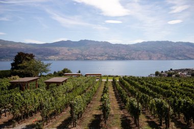 Okanagan Gölü kıyısındaki üzüm bağları. Kanada, Kelowna 'nın Bıldırcın Kapısı Şaraphanesi.