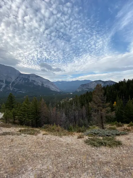 Çam ormanı ve mavi gökyüzü olan dağ manzarası. Banff Ulusal Parkı. Alberta, Kanada.
