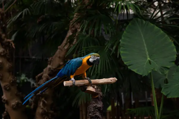 Hayvanat bahçesinde bir dalda oturan mavi-sarı papağan..
