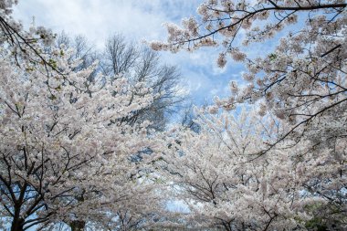 Arka planda mavi gökyüzü olan kiraz çiçekleri tam çiçeklenmiştir. Yüksek Park, Toronto.