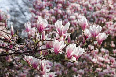 Manolya çiçekleri ilkbaharda açar. Güzel manolya çiçekleri.