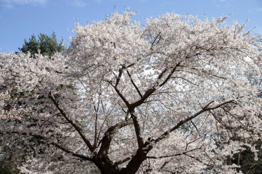 Toronto, Kanada 'da parkta kiraz çiçekleri açar..