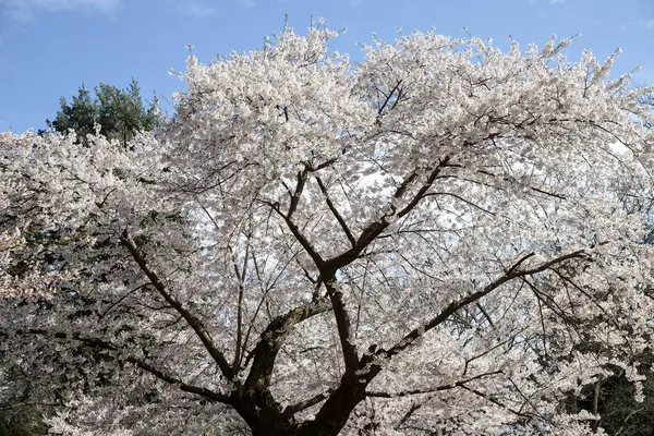 Toronto, Kanada 'da parkta kiraz çiçekleri açar..