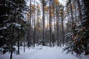 Çam ağaçları, çam ağaçları ve çam ağaçları olan karlı bir kış ormanı. Algonquin Park, Ontario, Kanada.