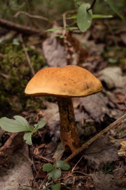 Sonbahar ormanlarında yetişen Boletus Edulis mantarı. Algonquin Parkı, Kanada.