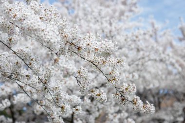 Kiraz çiçekleri. Baharda açan bir ağacın dallarında beyaz çiçekler..