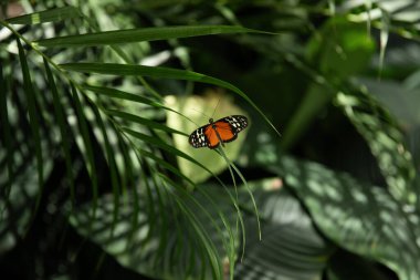 Bahçedeki tropik bir bitkinin yaprağında kelebek. Ontario, Kanada.