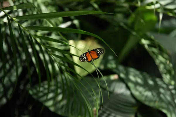 Bahçedeki tropik bir bitkinin yaprağında kelebek. Ontario, Kanada.