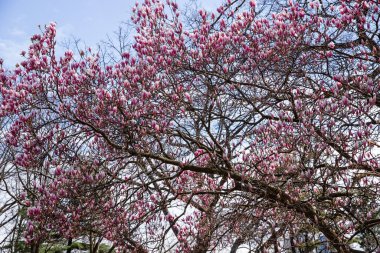 İlkbaharda açan pembe çiçekli güzel manolya ağacı..