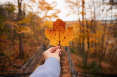 A woman's hand holds a yellow maple leaf in the autumn forest. Ontario, Canada.