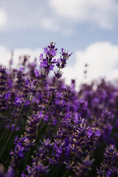 Bahçede yazın açan lavanta çiçekleri. Ontario, Kanada.