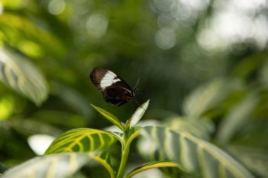Kelebek yeşil bir yaprağın üzerinde, Kanada.
