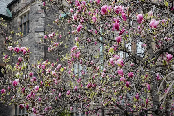 Toronto, Kanada 'da pembe çiçekli Magnolia ağacı.