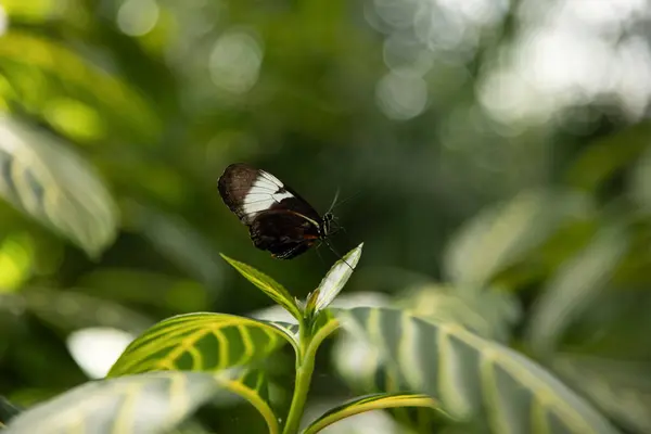 Kelebek yeşil bir yaprağın üzerinde, Kanada.