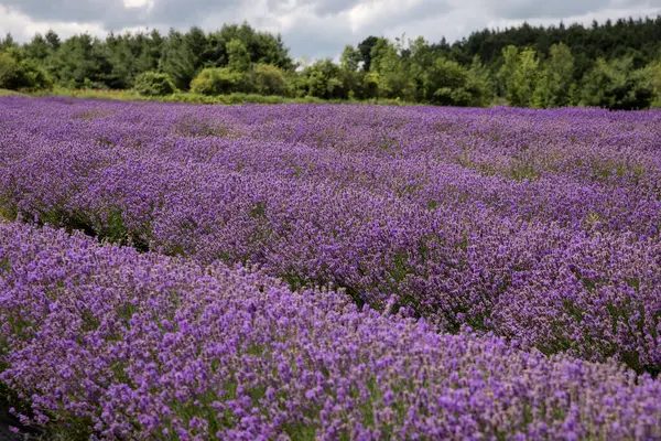 Yazın açan bir lavanta tarlası. Ontario, Kanada.