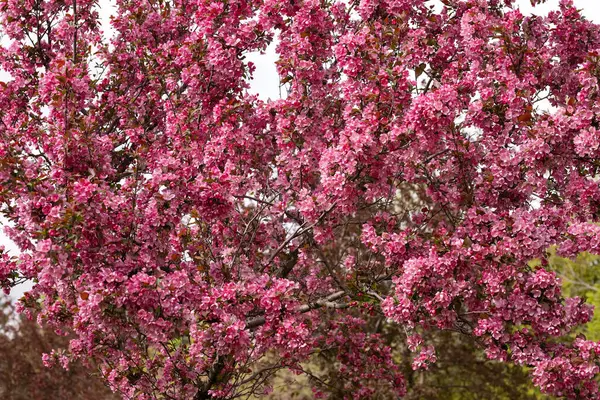 İlkbaharda elma ağacı, pembe çiçeklere yakın çekim.