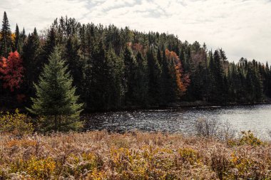 Gölün kıyısındaki sonbahar ormanı. Güzel sonbahar manzarası. Quebec, Kanada.