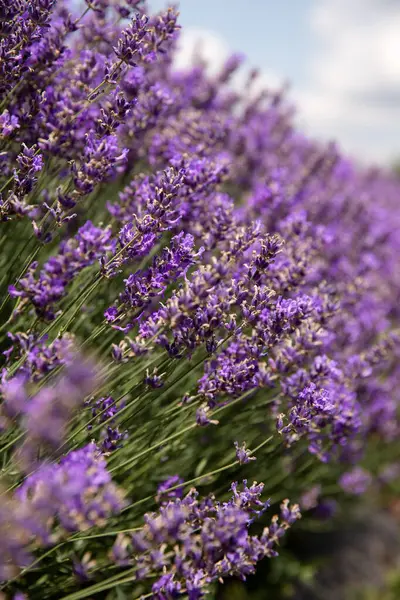 Lavanta çiçekleri yazın lavanta tarlasında açar. Ontario, Kanada.