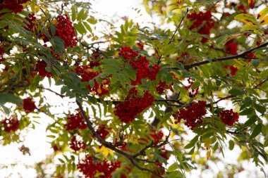 Sonbaharda bir ağacın dallarında kırmızı yaban mersini. Quebec, Kanada.