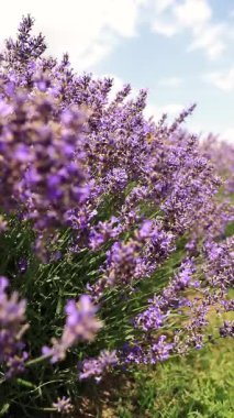 Kırsalda büyüyen lavanta çiçeklerinin yakın plan görüntüsü. Ontario, Kanada.