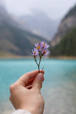 Dağ gölünün önünde mor bir çiçeği tutan bir elin yakın çekimi. Louise Gölü, Kanada.