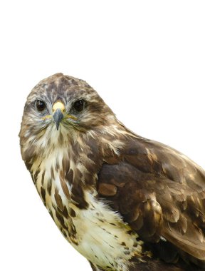 Kahverengi tüylü bir akbaba ilginç bir şekilde ileriye bakıyor.