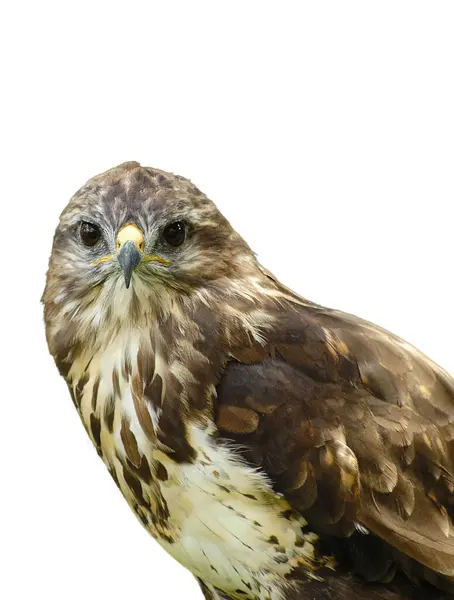 Kahverengi tüylü bir akbaba ilginç bir şekilde ileriye bakıyor.