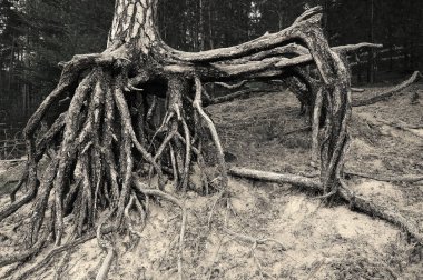 Korkunç bir canavara benzeyen bir ağaç kökü. Bir sürü bacağı var. (Polonya 'da kumlu göl sahilinde çekilmiş))