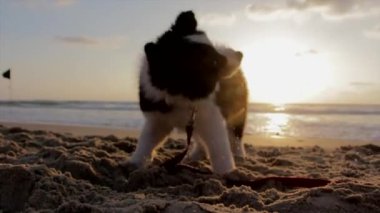 Neşeli Köpek Yavrusu Gün batımında Kumsal 'ı keşfediyor Arka planda Yumuşak Okyanus Dalgaları ile