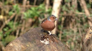 Renkli Finch Serene Ormanı 'ndaki yemyeşil ağaçlarla çevrili bir kütüğe tünemiş.
