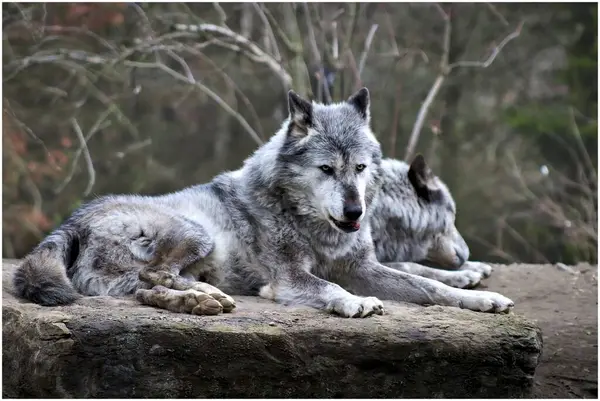 two wolfs laying on a rock in the woods