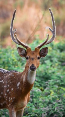 kırmızı - geyik (cervus elaphus )