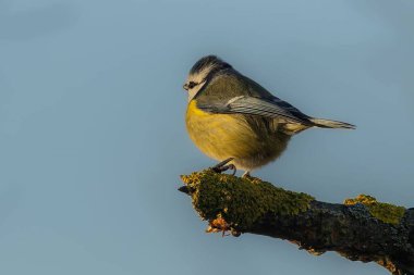 Blue tit would like to go to warm countries