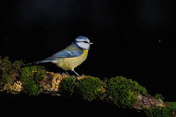 Blue Tit is posing on a branch