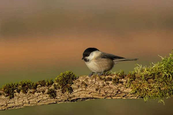 Marsh Tit on the branch