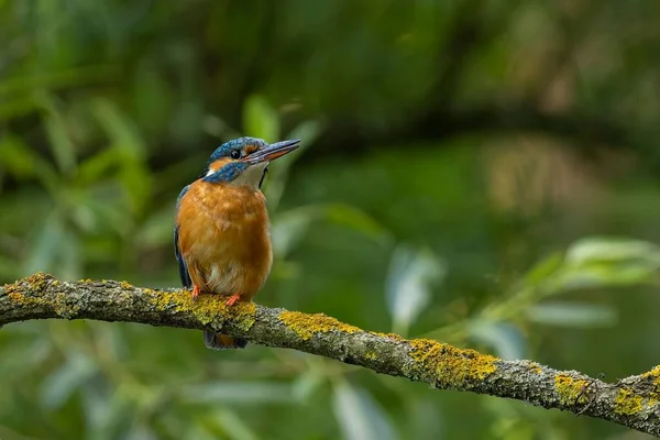 A kingfisher waits for its prey