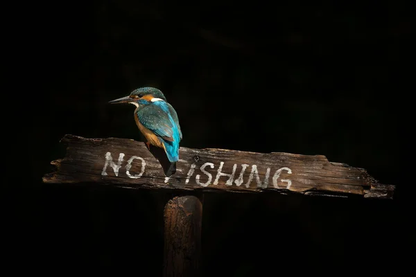 Asi Kingfisher balıkçılık yasağı tabelasında