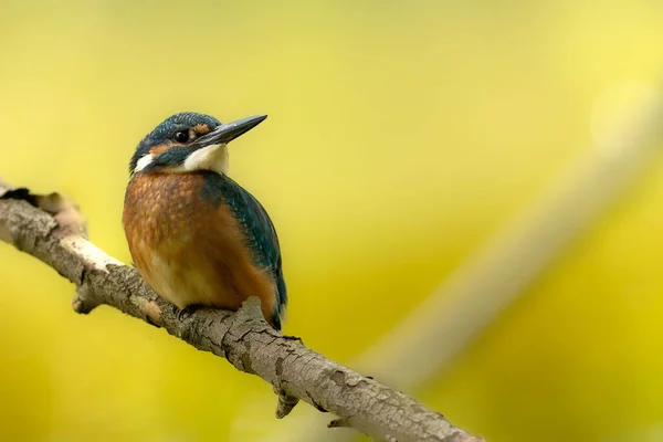 Bir dalda Kingfisher