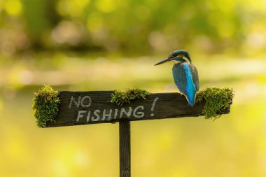 Kingfisher tabeladaki yazıyı inceliyor.