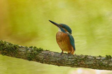 Bir dalda Kingfisher